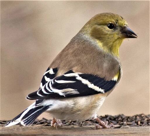Goldfinches – CMKC STUDIO