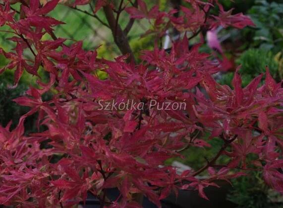 Acer palmatum (javor dlanitolistý) (podzim)