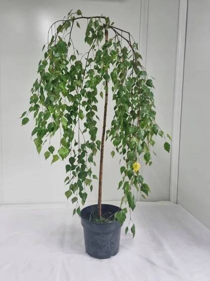 Bříza převislá Pendula – Betula pendula, výška 130 cm, Květináč 5 l
