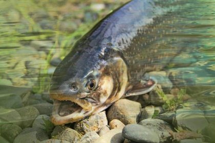 České řeky křižují ryby závislé na pervitinu. Některým z nich kvůli tomu hrozí vyhynutí