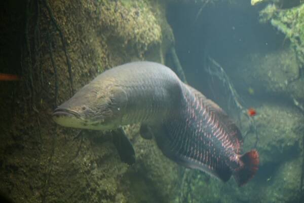 Soubor:Arapaima (Arapaima gigas) 3.jpg – Wikipedie