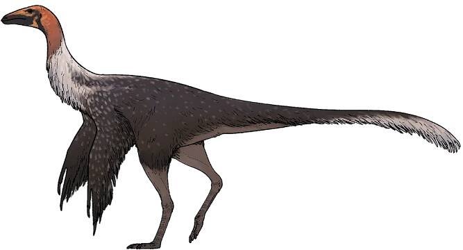 Mexidracon