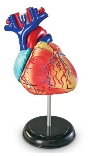 Learning Resources Anatomický model srdce