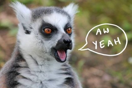Lemur celebrating