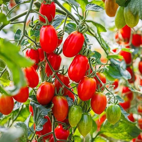 Rajče Roma - Solanum lycopersicum - semena rajčete - 65 ks