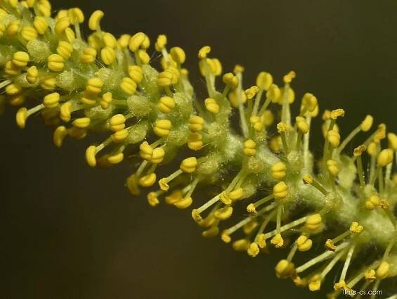 Vrba trojmužná (Salix triandra)