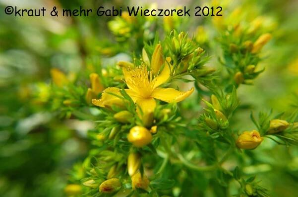 Johanniskraut (9)