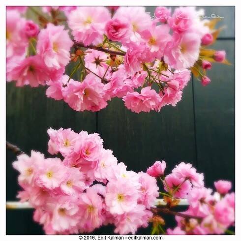 Cherry blossoms – The Photography of Edit Kalman