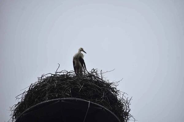 Záchranná akce, při níž vyzvedli z hnízda v Holešově mladého čápa s nedovyvinutými letkami, a převezli jej do záchranné stanice Buchlovice (červenec 2025)
