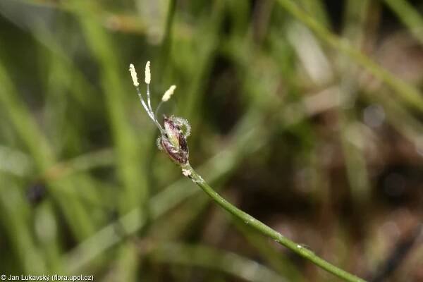Bahnička jehlovitá (Eleocharis acicularis)
