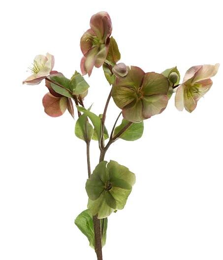 Helleborus Mammoth Pink