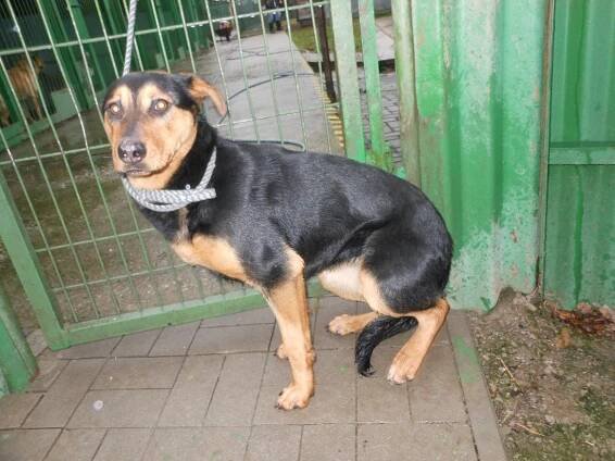 Psi k adopci z útulků, azylů a neziskových organizací