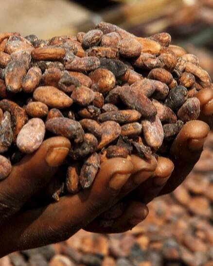 Ivory Coast cocoa grind down 31.2% year-on-year in July, exporters association says