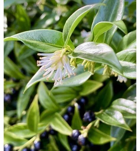 masoplodka nízká lat. sarcococca hookeriana 15-20 cm