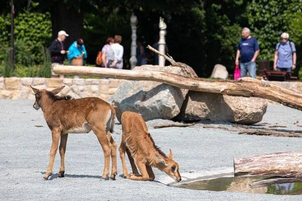 Foto: Zoo Dvůr Králové otevřela nejdražší pavilon. Láká na tučňáky i hyeny