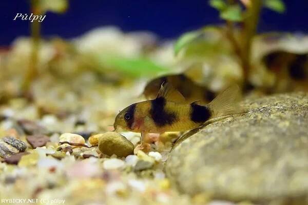 Pancéřníček Weitzmanův - Corydoras weitzmani