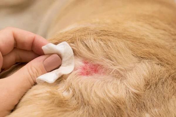 dermatologická alergie u psů. - svrab - stock snímky, obrázky a fotky