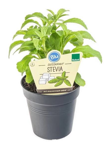 Bio Stévie sladká, Stevia rebaudiana, v květináči skladem