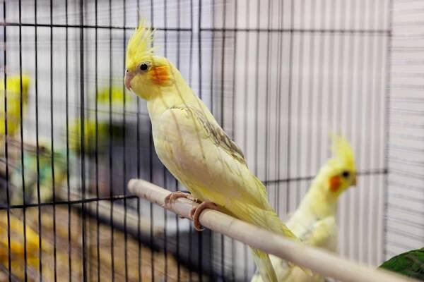 International Pet Industry Fair - PetExpo 2025