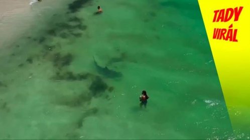 Žralok plaval nebezpečně blízko nicnetušící ženy