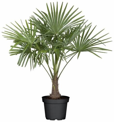 Piardino Konopná palma Trachycarpus fortunei; velikost květináče: 30 l
