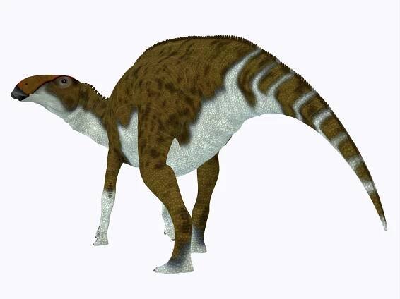 Brachylophosaurus dinosaur, side view
