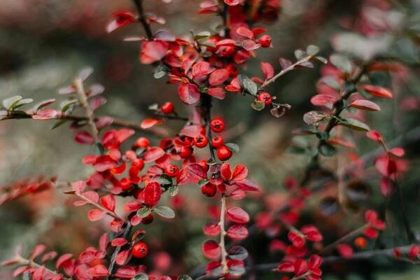 Základová fotografie na téma angličtina holly, berry bush, botanický, červené bobule, cesmína, detail, flóra, fotografie