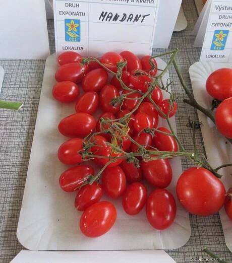 Lilek rajče Mandat F1 (Solanum lycopersicum), plody, plodenství