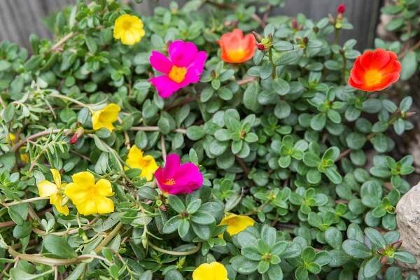 moss rose flowers