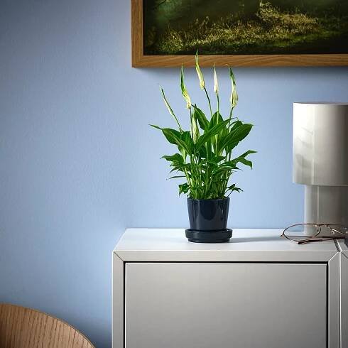 SPATHIPHYLLUM Rostlina - Toulcovka 6 cm