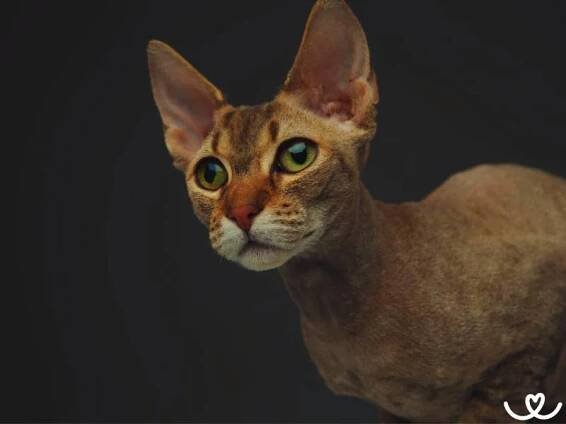 Kocici-plemeno-peterbald (3)