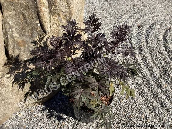 Sambucus nigra 'Laced up' - Bez černý - Bambuscentrum.cz
