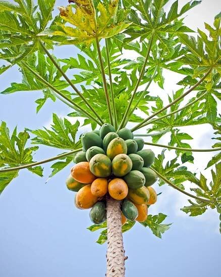 Papaya (Carica papaya) tree