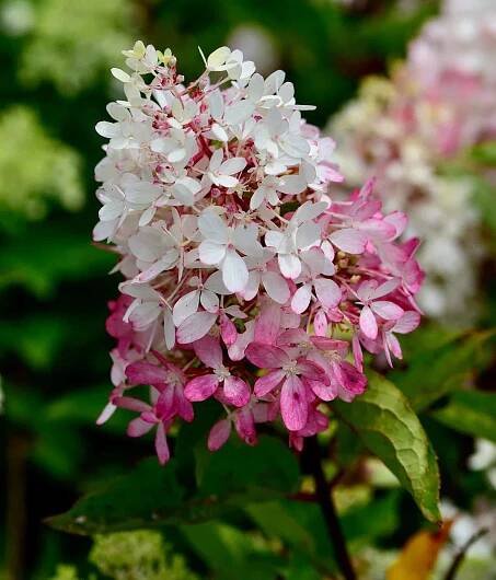 Panicle hydrangea Zinfin doll flowers