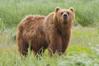 Soubor:2010-kodiak-bear-1.jpg – Wikipedie