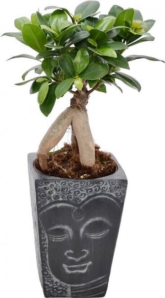 Bonsaj v keramické nádobě průměr květináče cca 12 cm Ficus Ginseng