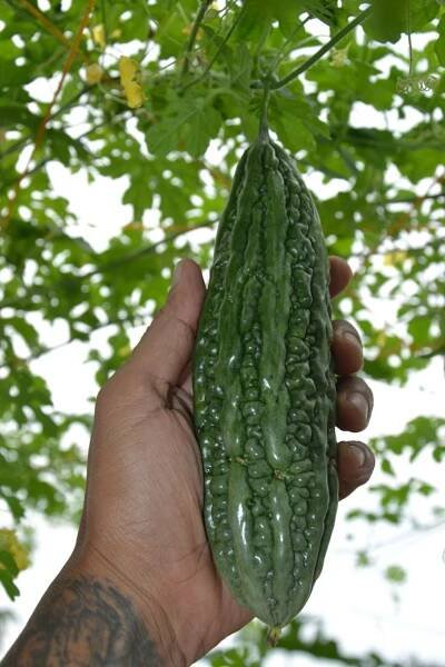 FullOn Grown Bitter Gourd – DavaoPonics