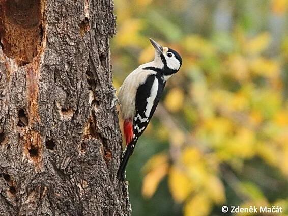 Dendrocopos major - strakapoud velký | Picidae - datlovití | Natura Bohemica