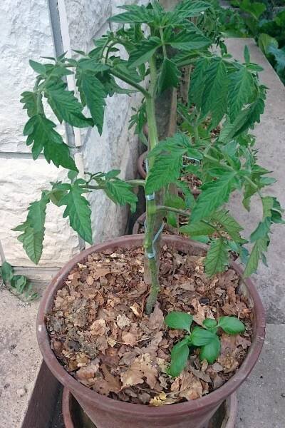how to grow tomatoes in container pot basil core gardening