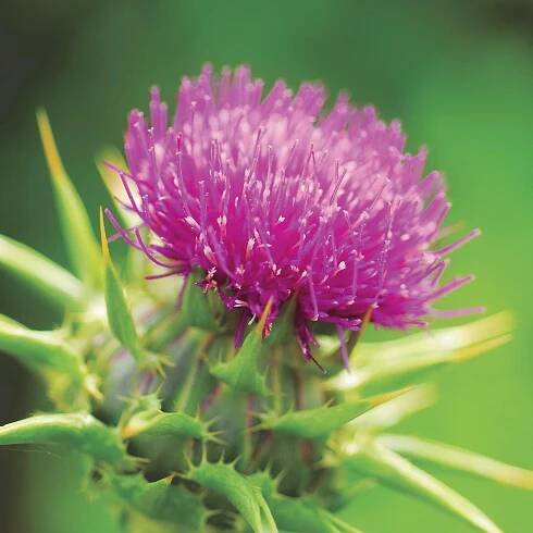 Milk Thistle Extract (4 oz.) | www.mmherbs.com