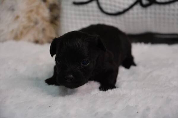 Darcy -Male Yorkiepoo