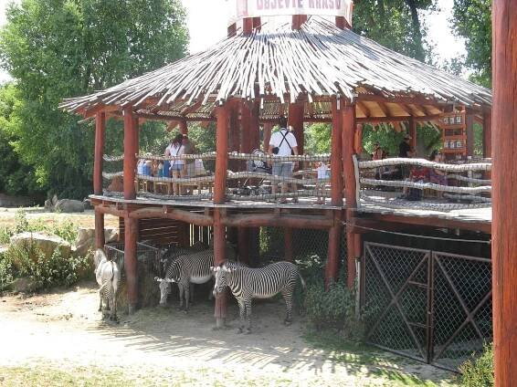 ZOO Dvůr Králové - otevírací doba, vstupné, ubytování, zvířata, ceník, akce