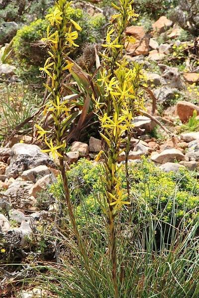 Asphodeline
