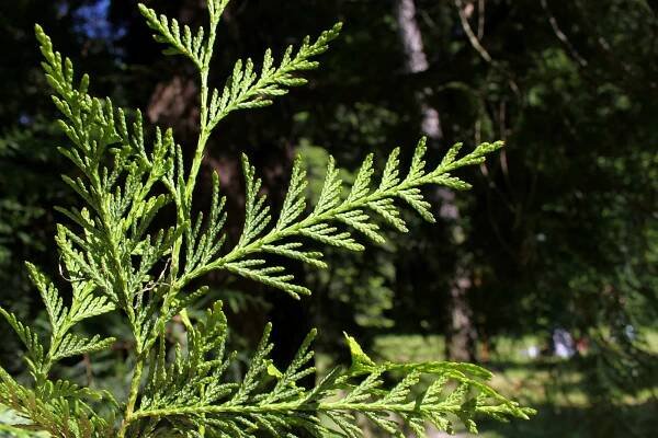 Branch underside, Rogów Arboretum, Poland