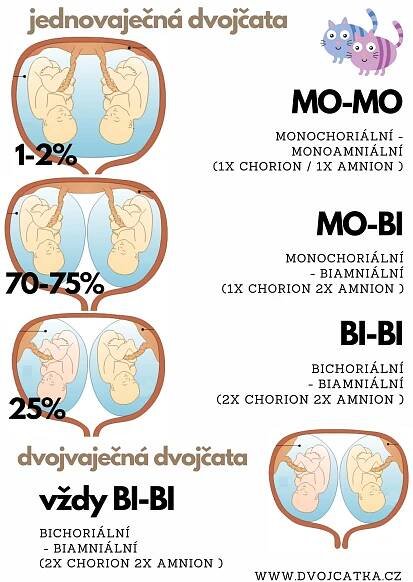 ⇒ Jak vznikají dvojčata? A proč nejsou vždy stejná?