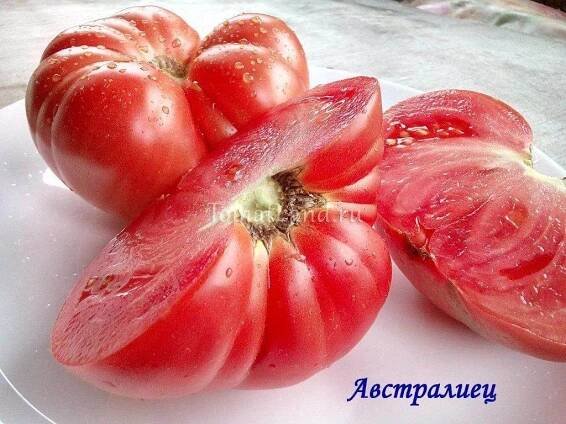 Tomato Zebra gigant: popis odrůdy, recenze, fotografie