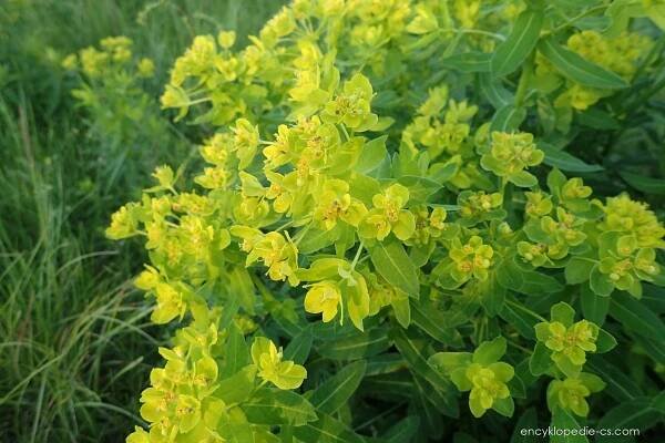 Pryšec kosmatý - Euphorbia villosa