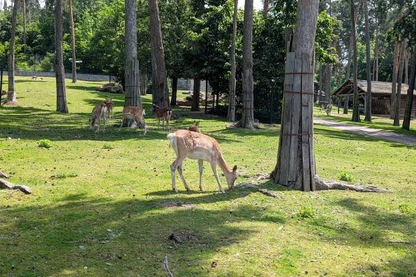 Výlet k MDD - ZOO Olomouc | ZŠ a MŠ Předklášteří