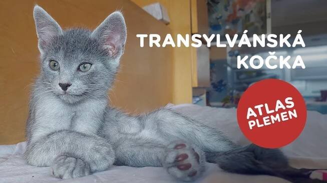 Transylvánská kočka - Atlas plemen - Tlapka TV