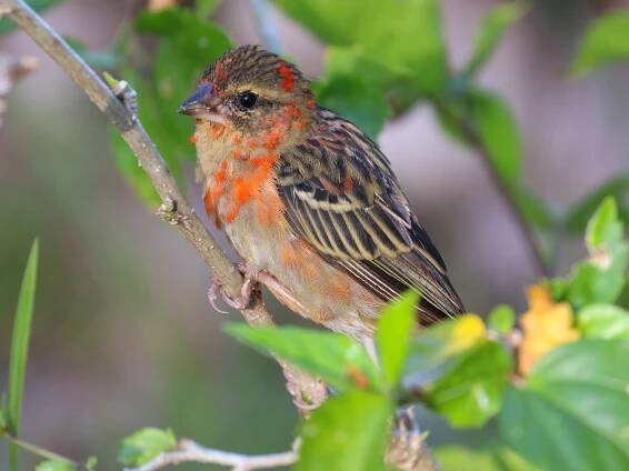 Nonbreeding male - ML211730631
